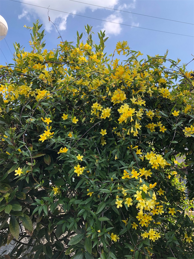 f:id:midorish:20190521130542j:image