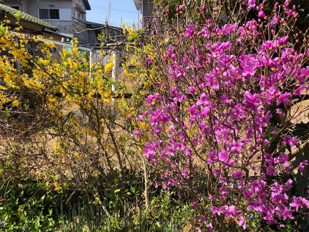 f:id:midorish:20190521130840j:image