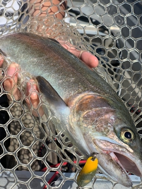 f:id:midorisuke:20200701062144j:plain