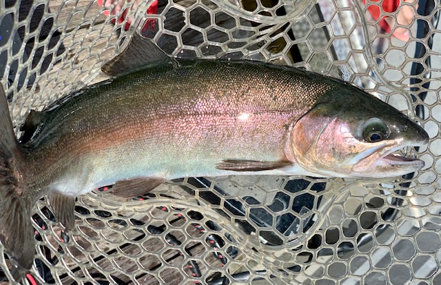 f:id:midorisuke:20200702175937j:plain