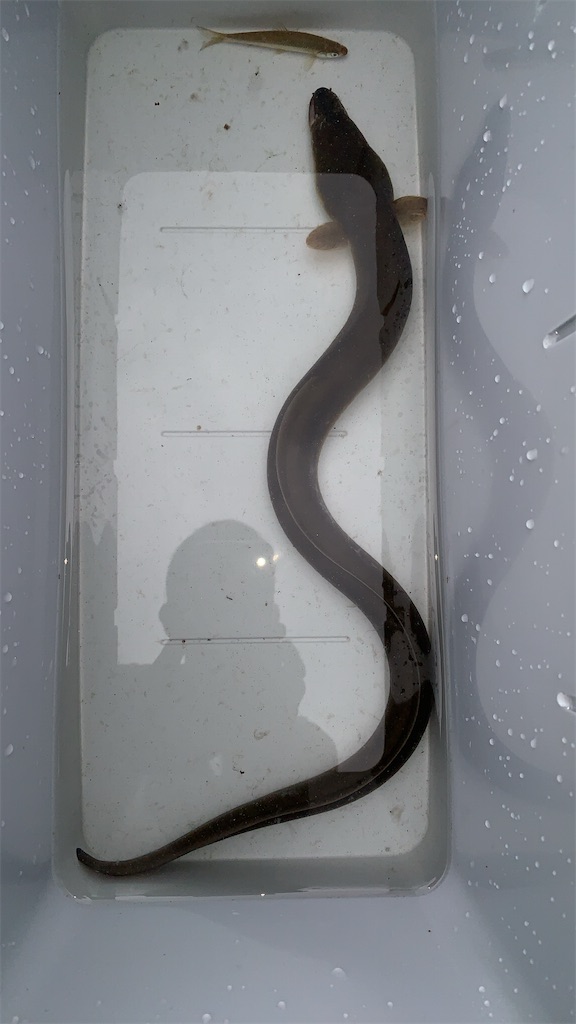 f:id:midorisuke:20200925103146j:image