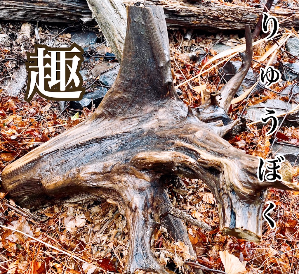 流木ひろい🚣‍♂️…♪ - 三河湖ボート みどりすけの日記