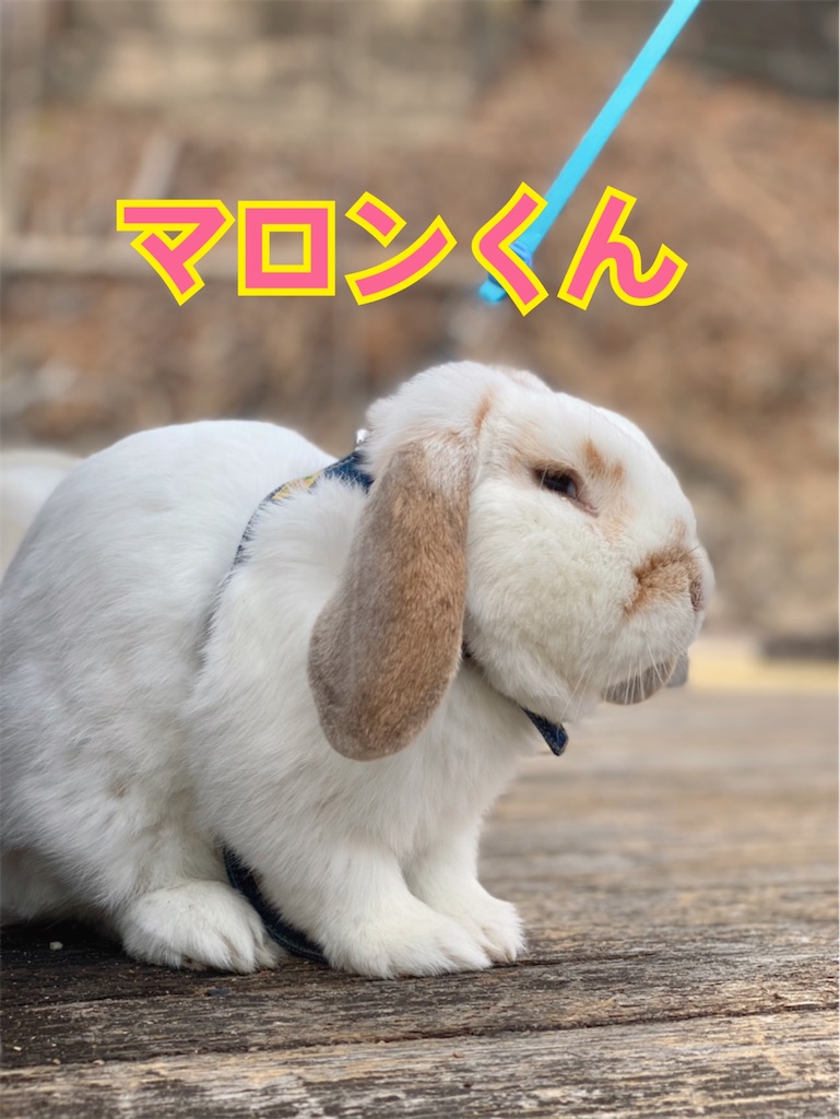 f:id:midorisuke:20210306155946j:image f:id:midorisuke:20210306155946j:image