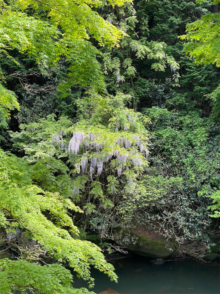 f:id:midorisuke:20210516063304j:image f:id:midorisuke:20210516063304j:image