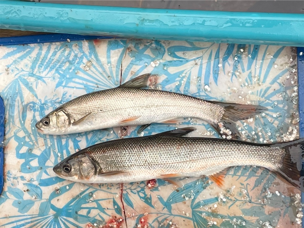 ウグイの美味しい食べ方⭐︎三河湖 - 三河湖ボート みどりすけの日記