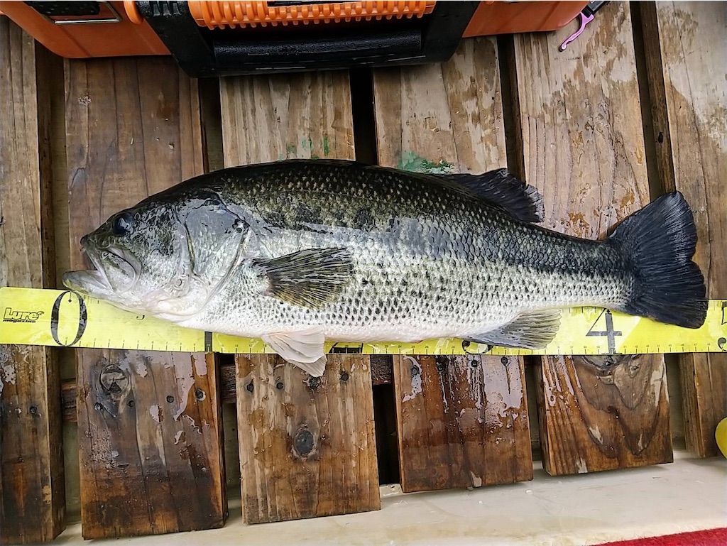 f:id:midorisuke:20230528124447j:image f:id:midorisuke:20230528124447j:image