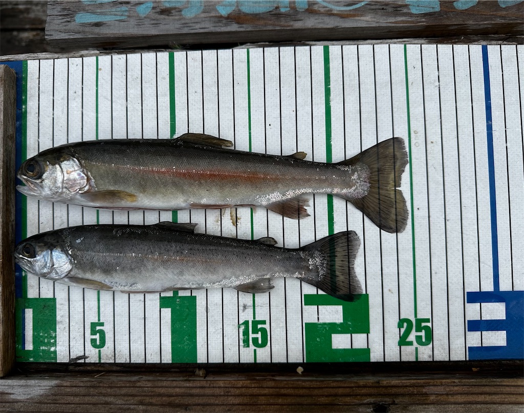 f:id:midorisuke:20230624171904j:image