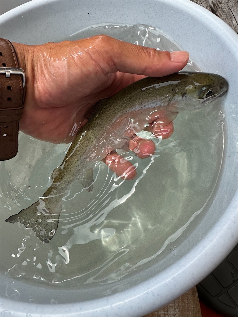 f:id:midorisuke:20230624171915j:image