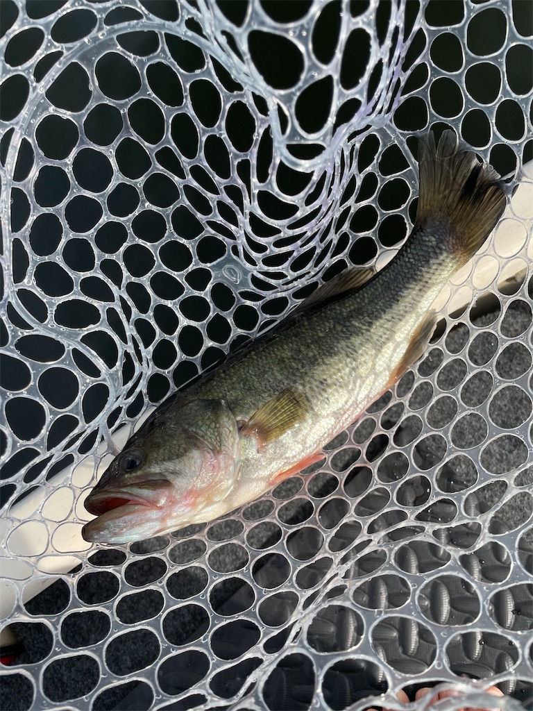 f:id:midorisuke:20230914183705j:image