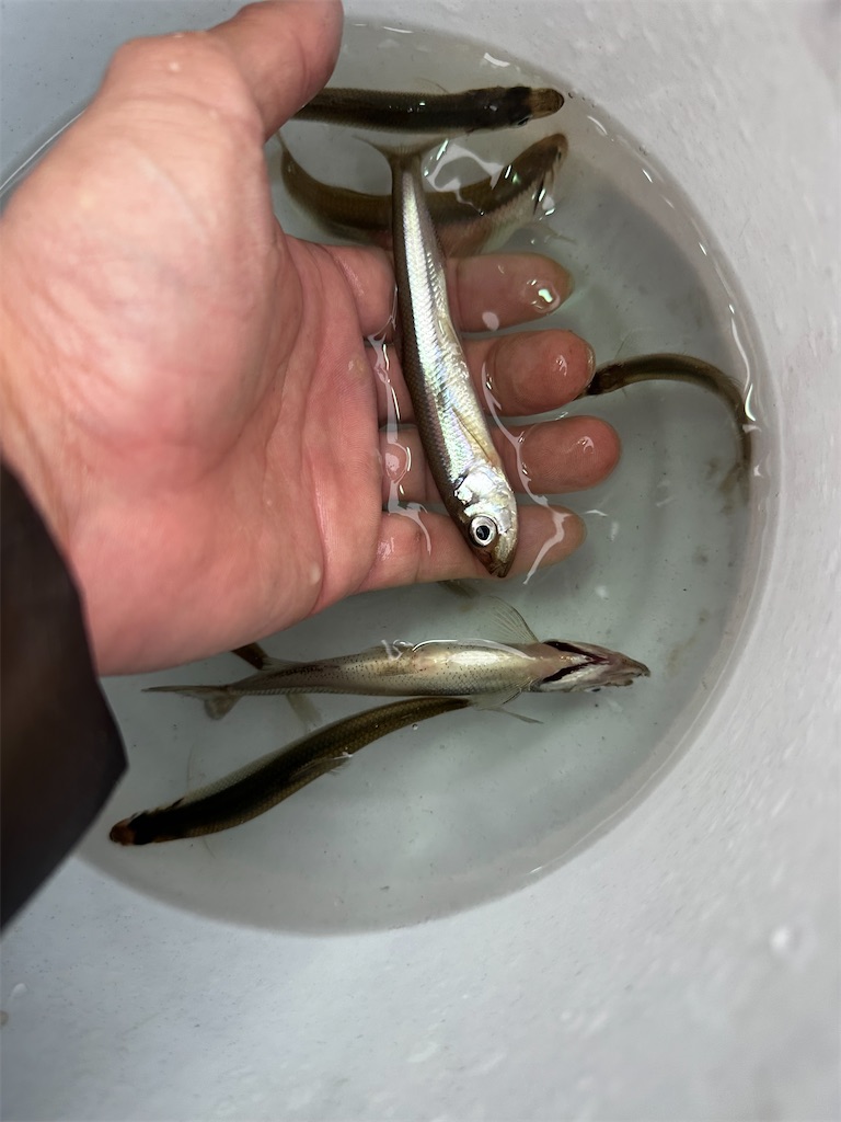 f:id:midorisuke:20240121162656j:image f:id:midorisuke:20240121162656j:image