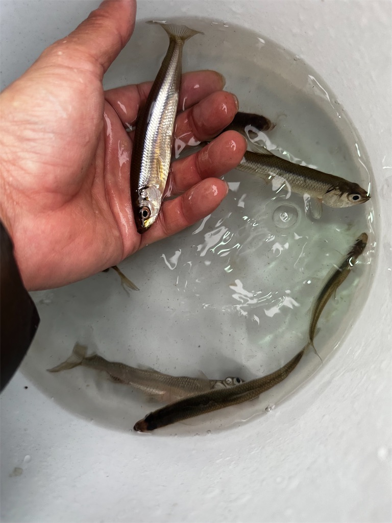 f:id:midorisuke:20240121162659j:image f:id:midorisuke:20240121162659j:image