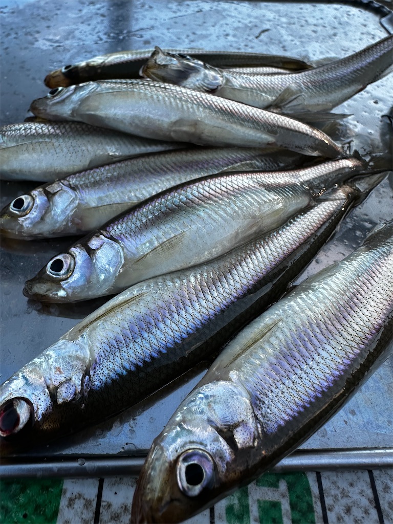 f:id:midorisuke:20240121162707j:image f:id:midorisuke:20240121162707j:image