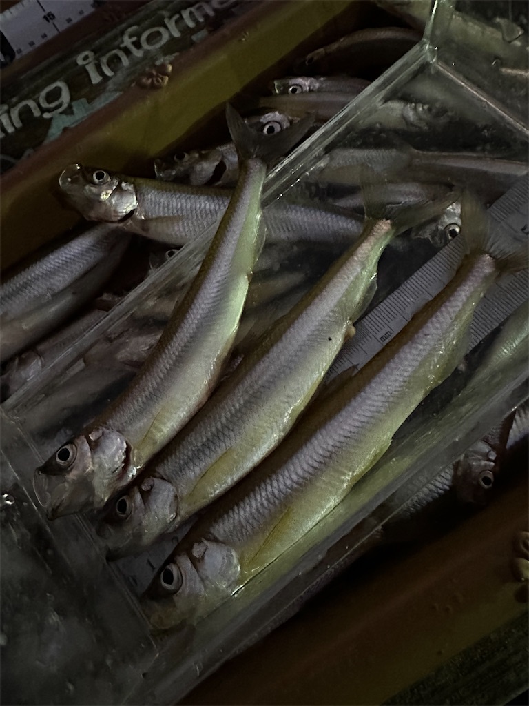 f:id:midorisuke:20240121180234j:image f:id:midorisuke:20240121180234j:image