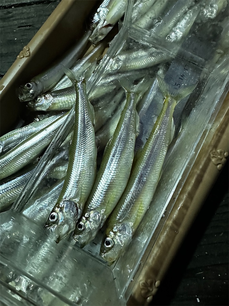 f:id:midorisuke:20240121180240j:image f:id:midorisuke:20240121180240j:image