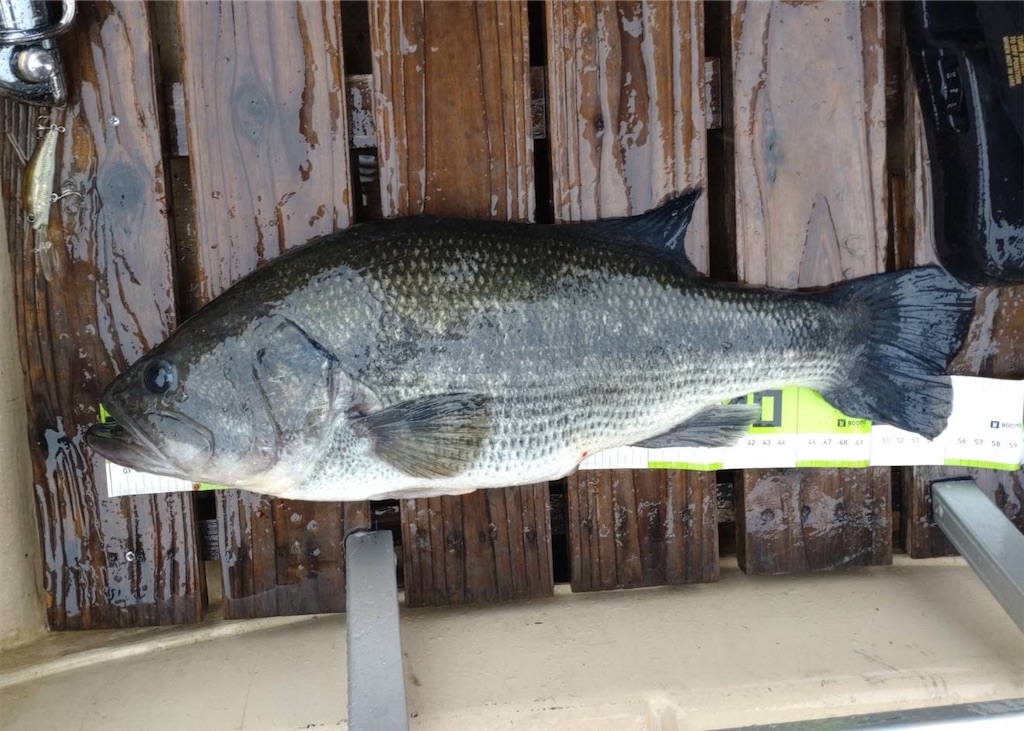 f:id:midorisuke:20240621131316j:image