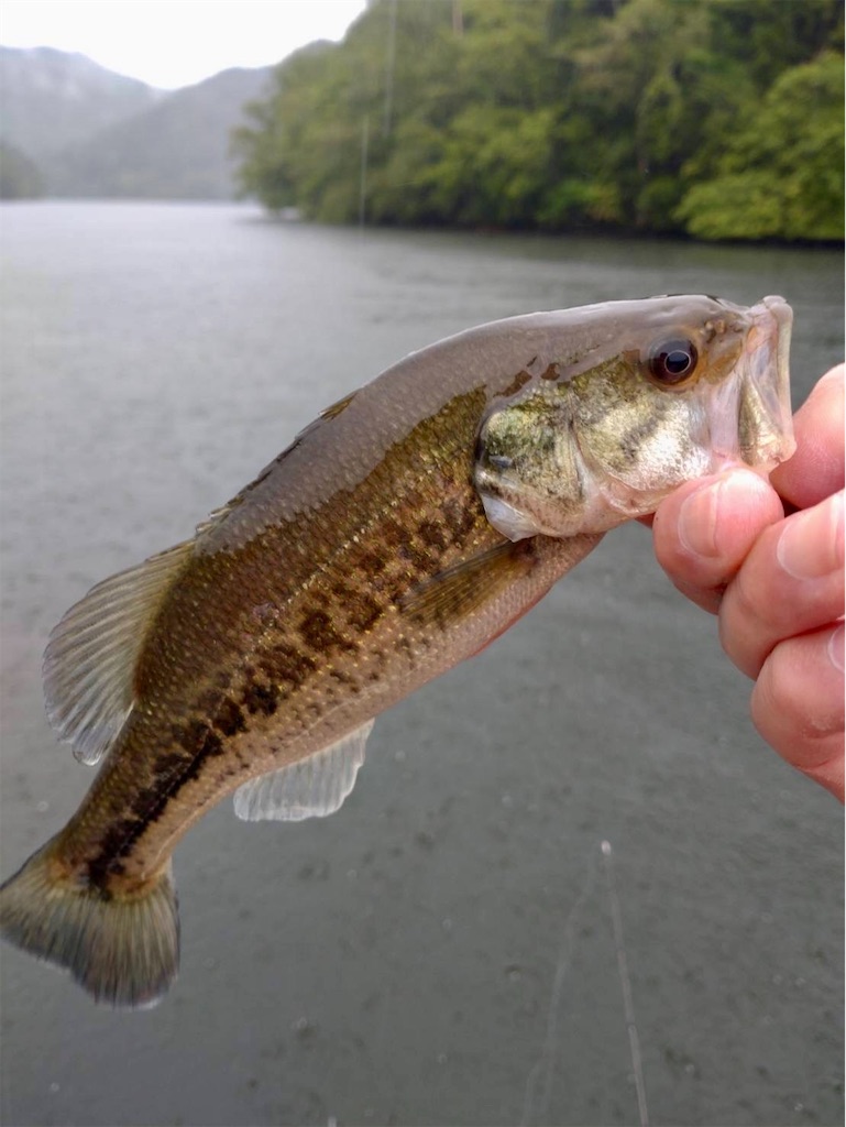 f:id:midorisuke:20240621131322j:image