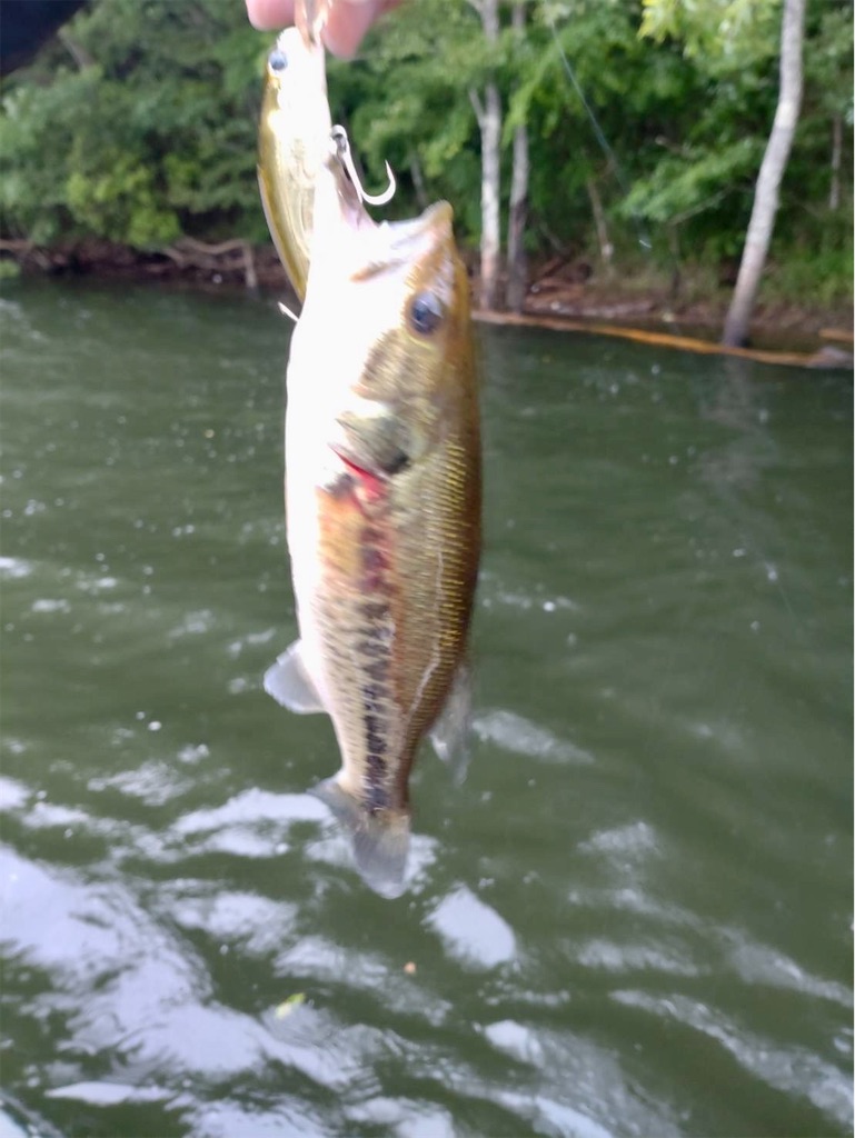 f:id:midorisuke:20240621131325j:image