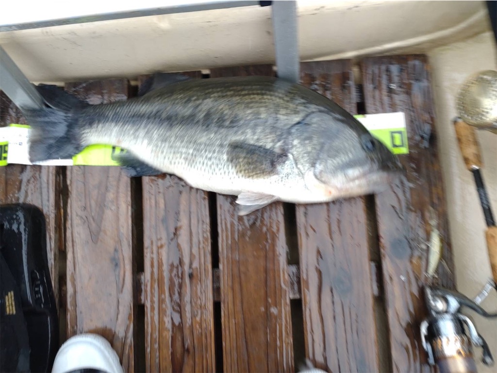 f:id:midorisuke:20240621131735j:image