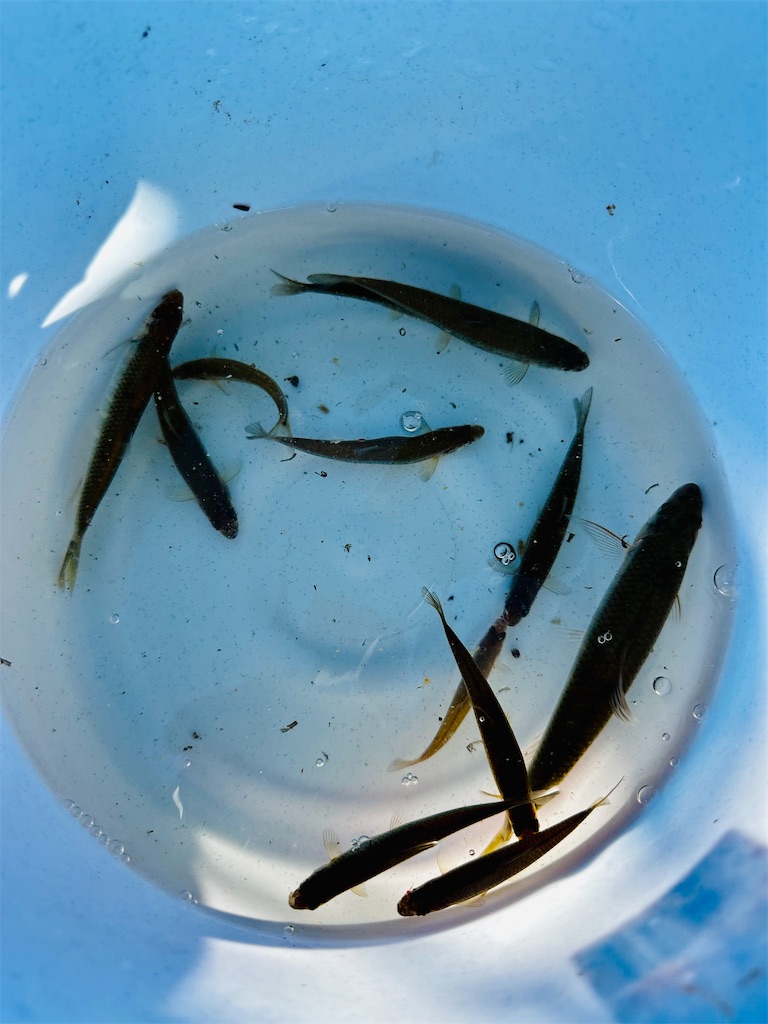 f:id:midorisuke:20240621163045j:image