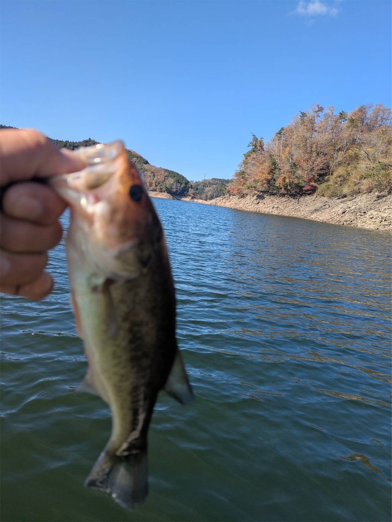 f:id:midorisuke:20251122172133j:image