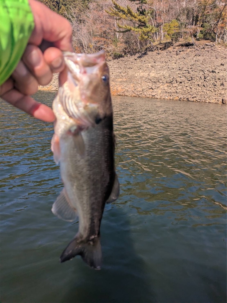 f:id:midorisuke:20251122172140j:image