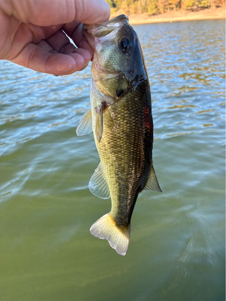 f:id:midorisuke:20251122172348j:image