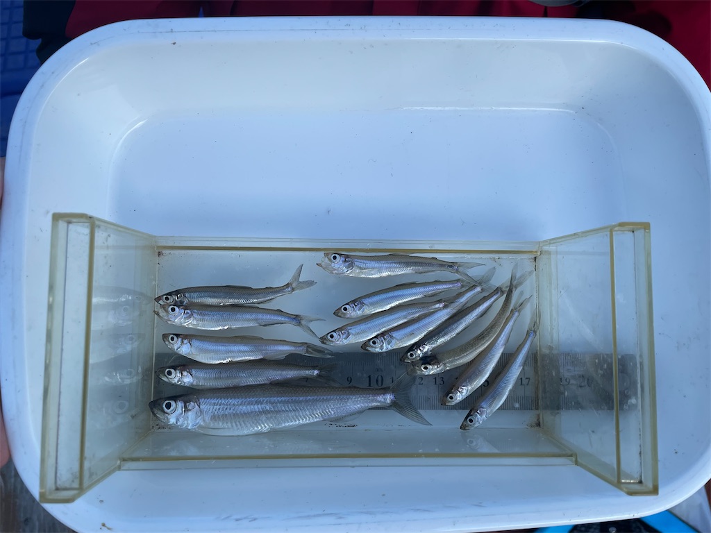 f:id:midorisuke:20251122174851j:image