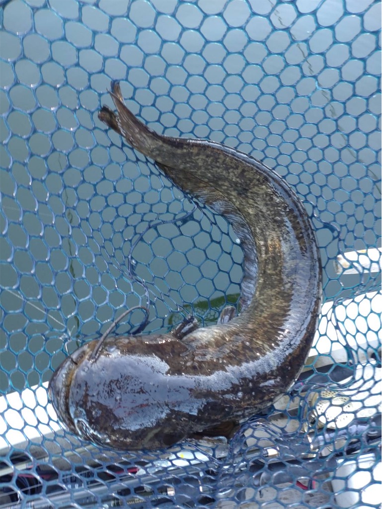 f:id:midorisuke:20251122181844j:image