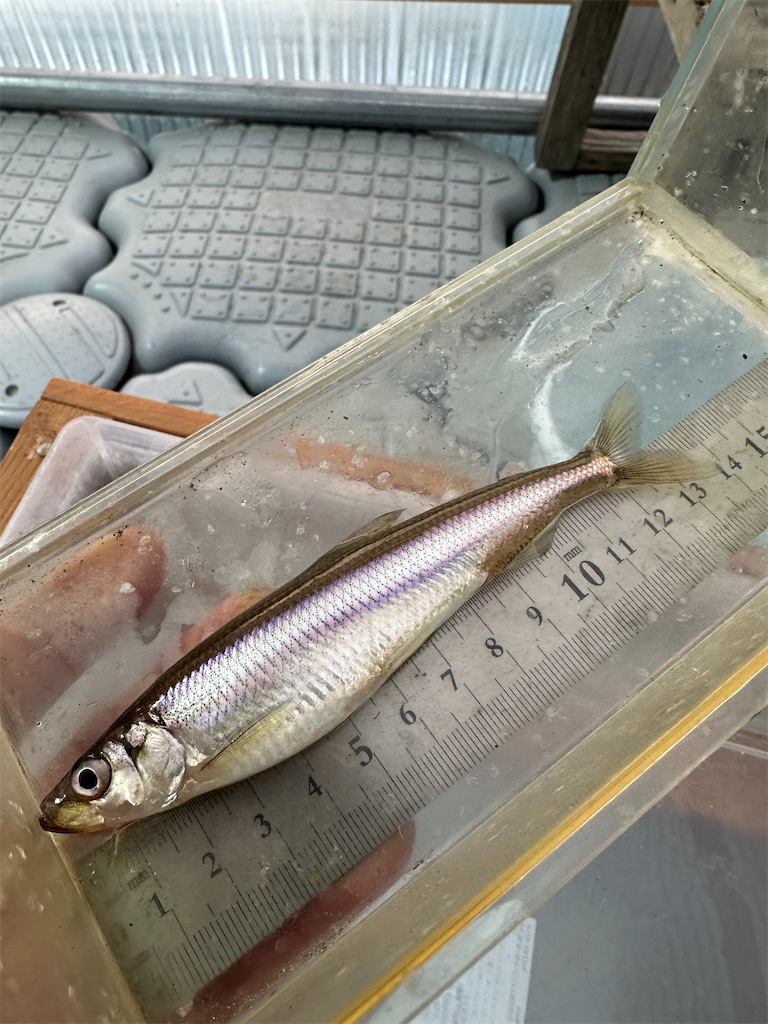 f:id:midorisuke:20260124081740j:image