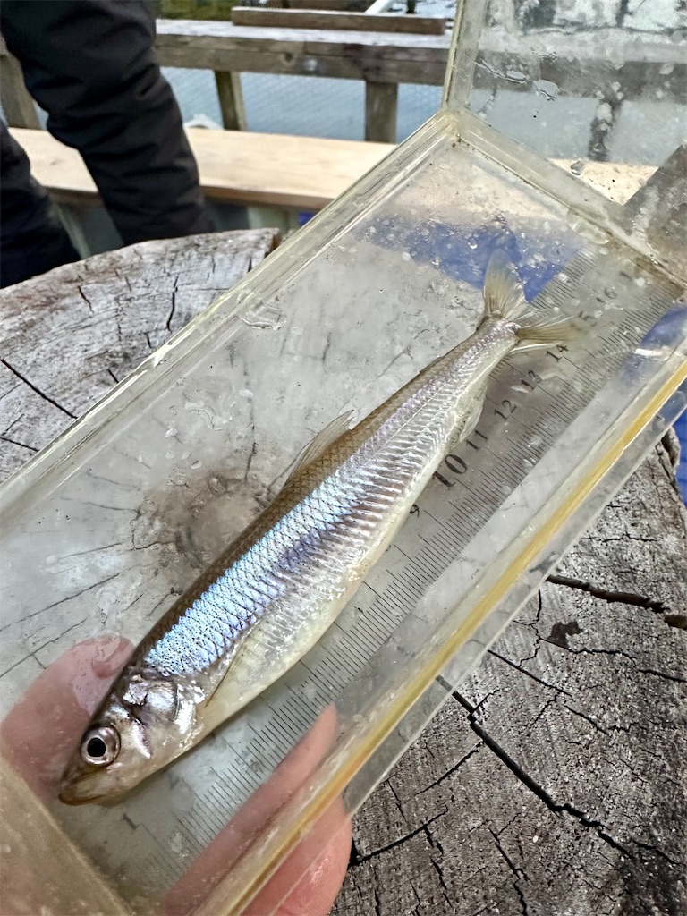 f:id:midorisuke:20260124174850j:image