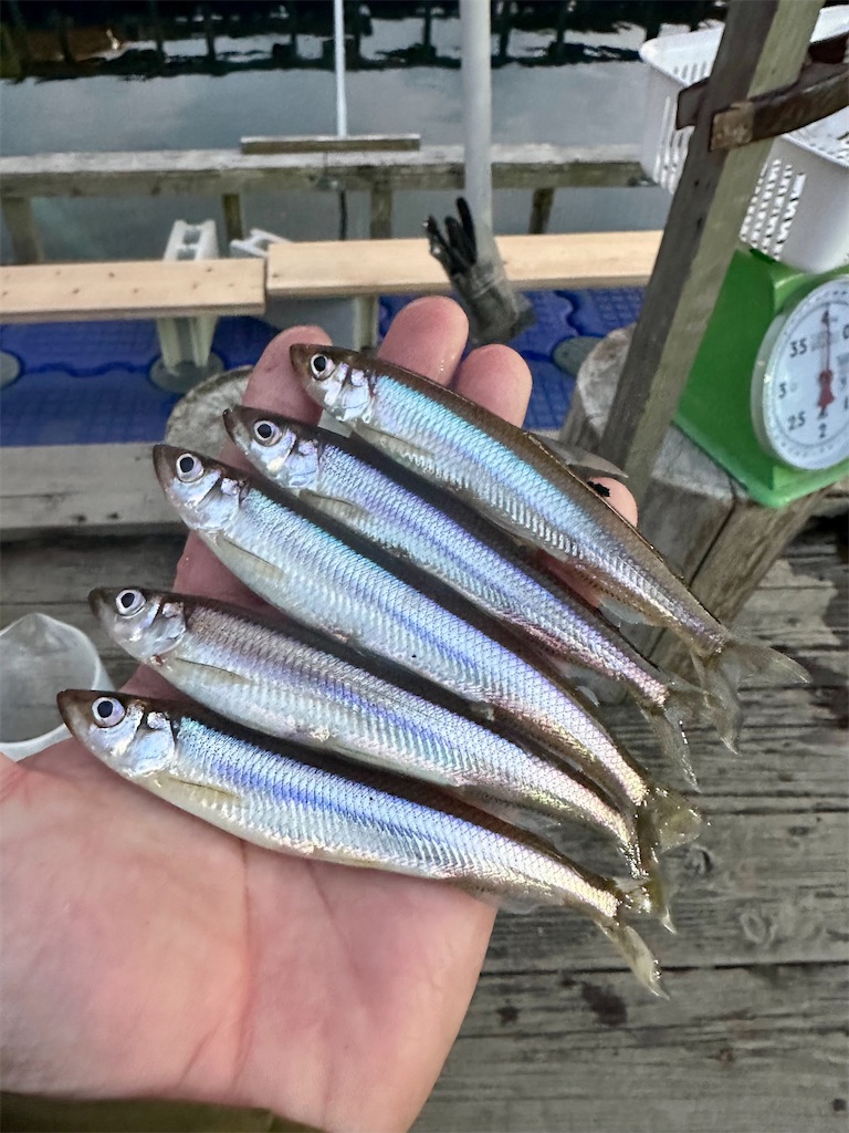 f:id:midorisuke:20260124174954j:image