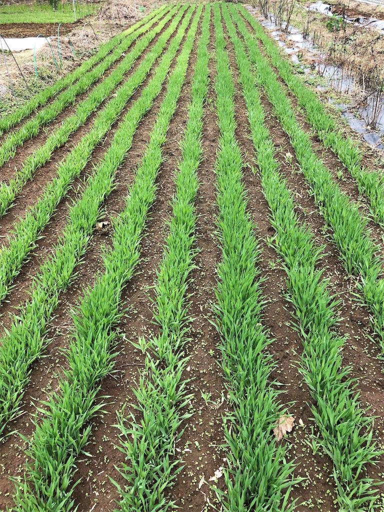 六条大麦の麦踏み 第1回目 みどりと野菜農園 自然農 のブログ
