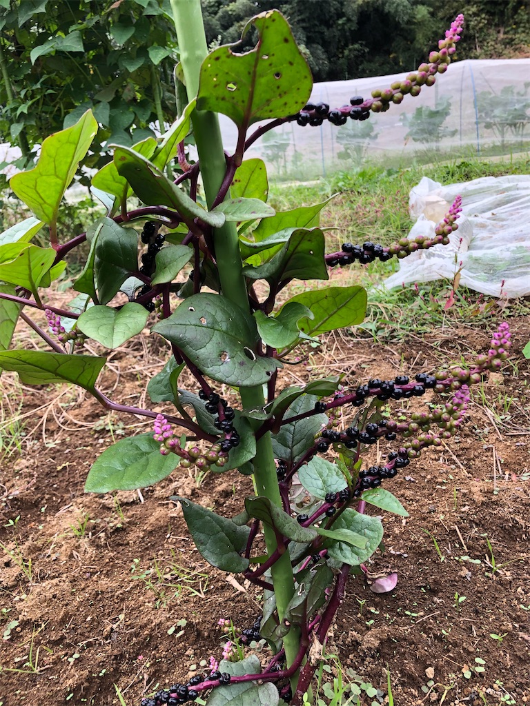 つるむらさきの種採り みどりと野菜農園 自然農 のブログ
