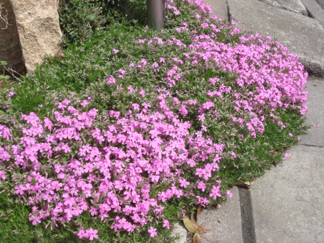 芝桜。今が見ごろというかんじ。