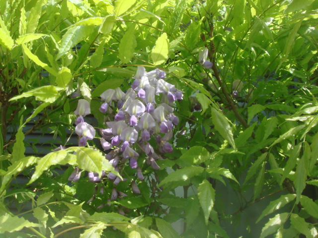 藤。庭の中でのポジションは決してよくないのだけどなんとか花をつけ