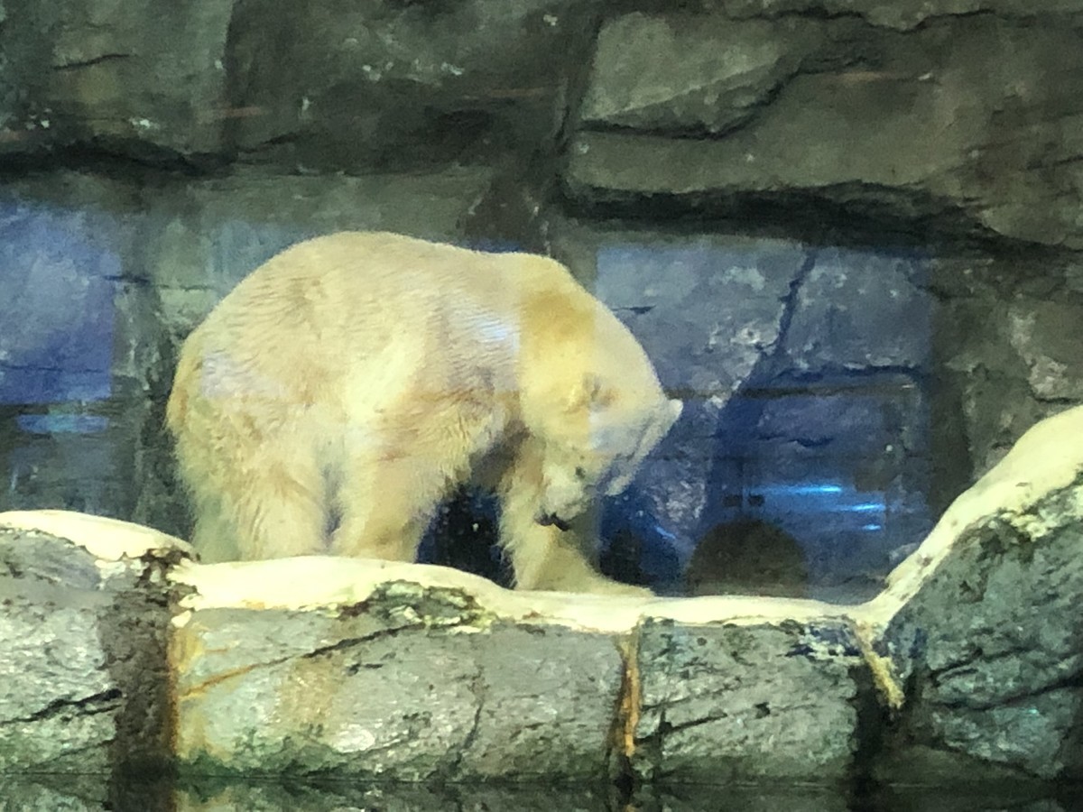 f:id:miduna:20190421164829j:plain f:id:miduna:20190421164829j:plain