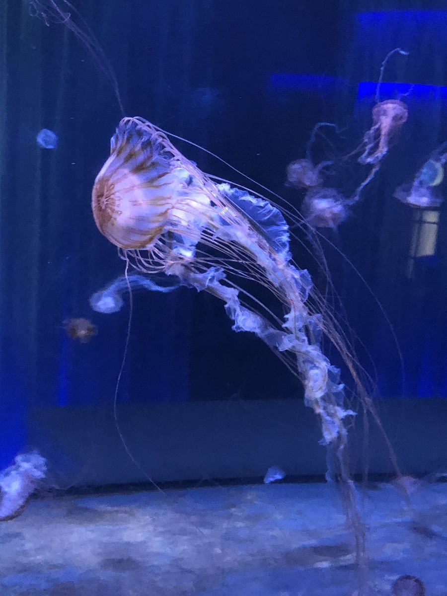 f:id:miduna:20190421170215j:plain f:id:miduna:20190421170215j:plain
