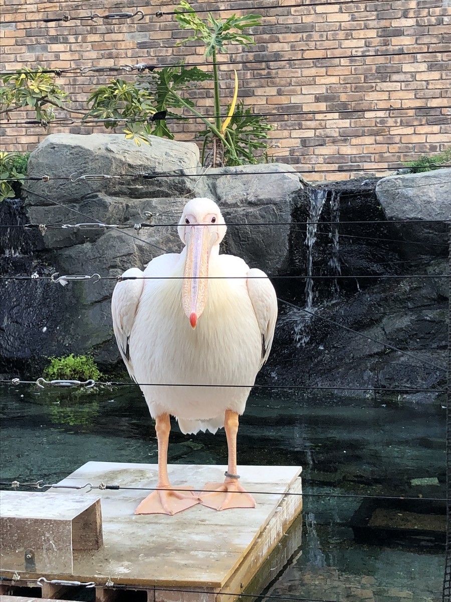 f:id:miduna:20190421170827j:plain f:id:miduna:20190421170827j:plain