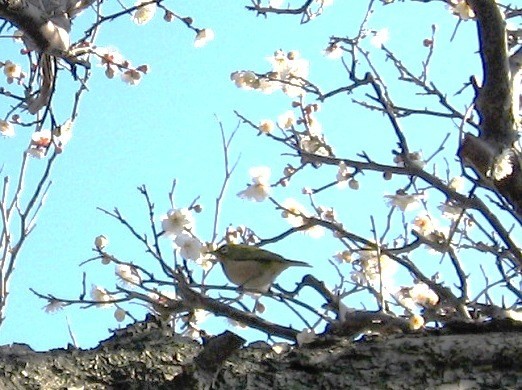 f:id:miebaba:20070204143439j:image