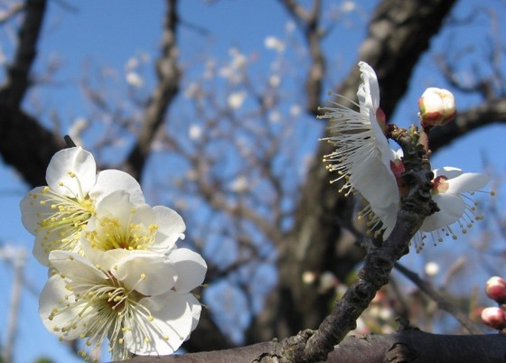 f:id:miebaba:20070204143557j:image