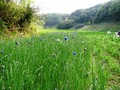 20080423155946