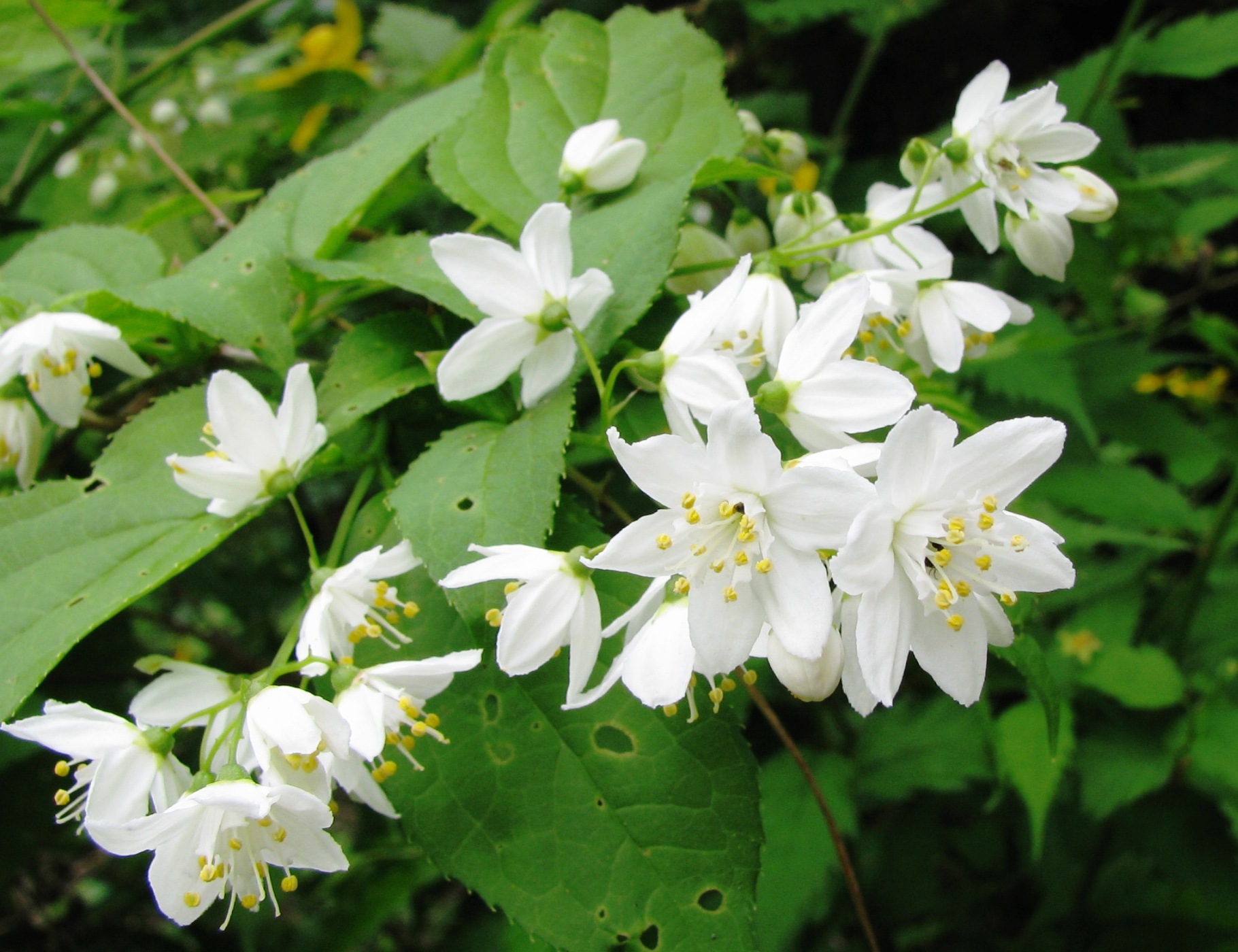 f:id:miebaba:20080513110831j:image:w560 f:id:miebaba:20080513110831j:image:w560