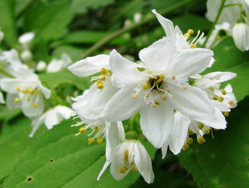 f:id:miebaba:20080513110838j:image:w560 f:id:miebaba:20080513110838j:image:w560