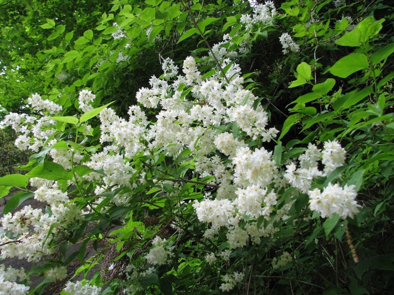 f:id:miebaba:20080513114216j:image:w560 f:id:miebaba:20080513114216j:image:w560