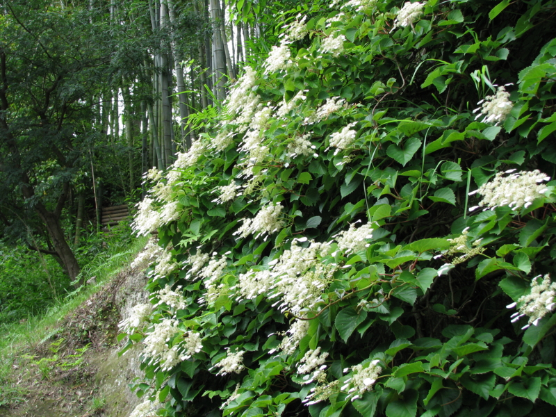 f:id:miebaba:20090609131559j:image:w500 f:id:miebaba:20090609131559j:image:w500