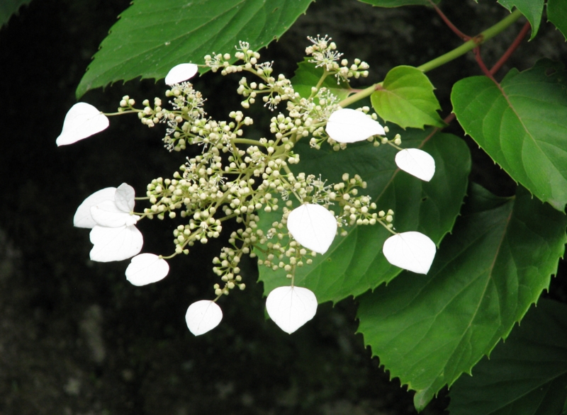 f:id:miebaba:20090609131928j:image:w500