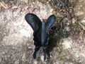 ミヤマカラスアゲハ