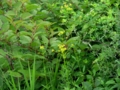 20110730114058