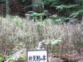 弁財天の木