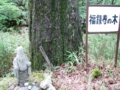 福禄寿の木